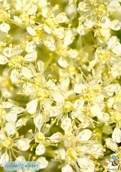 Almindelig Mjødurt - filipendula ulmaria