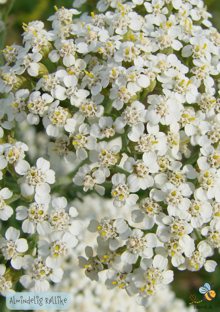 Almindelig røllike – Achillea millefolium