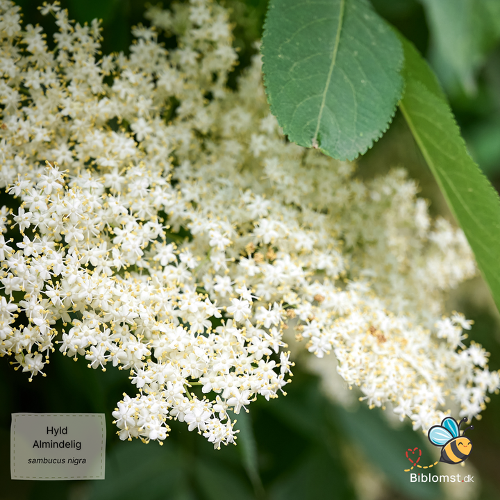 Almindelig hyld - Sambucus nigra
