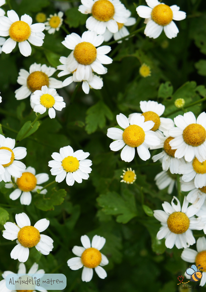 Almindelig matrem – Chrysanthemum parthenium