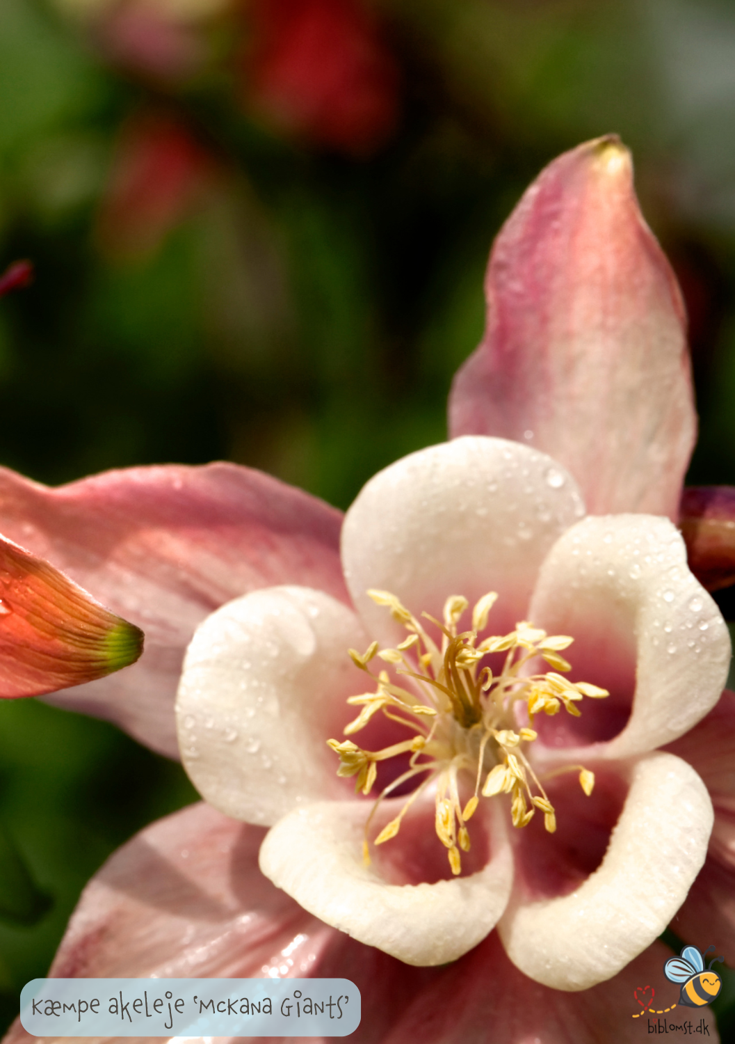 Aquilegia caerulea 'McKana Giants'