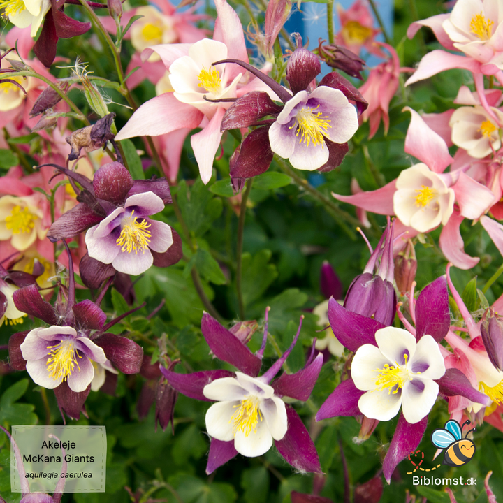 Aquilegia caerulea 'McKana Giants'