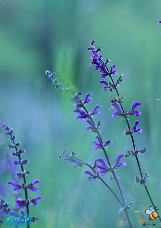 Blå Salvie - Salvia pratensis