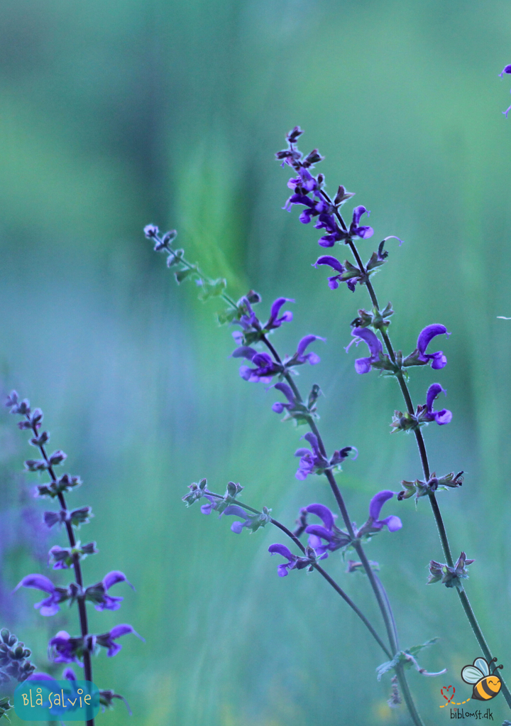 Engsalvie - Salvia pratensis