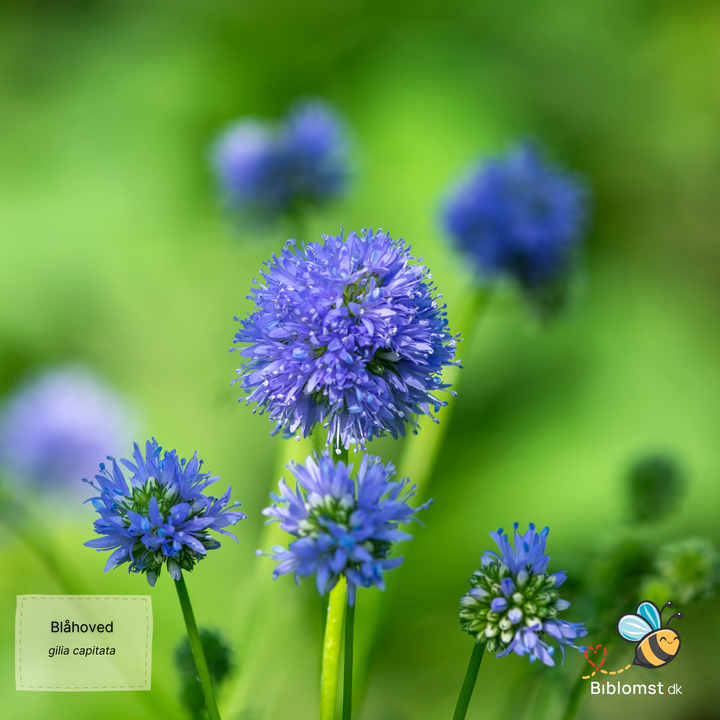 Blåhoved - Gilia capitata