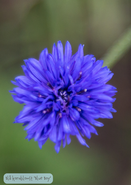 Dobbelt Blå kornblomst 'Blue Boy' - Centaurea cyanus