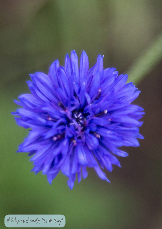 Blå kornblomst 'Blue Boy' - Centaurea cyanus