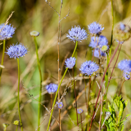 Blåmunke - Jasione montana