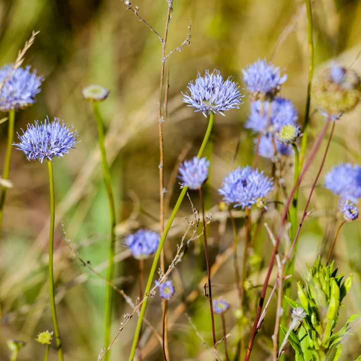 Blåmunke - Jasione montana