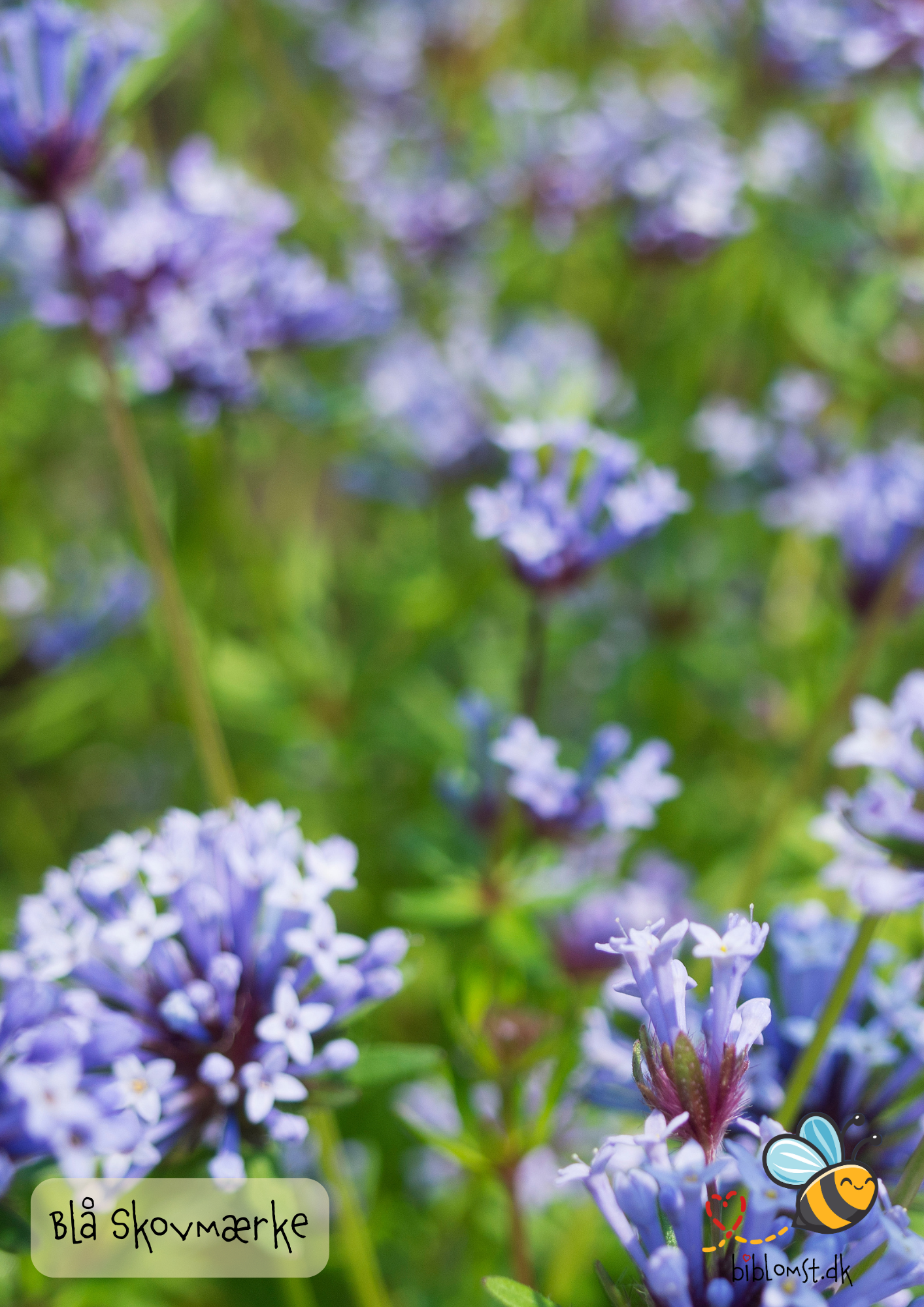 Blå skovmærke – Asperula orientalis