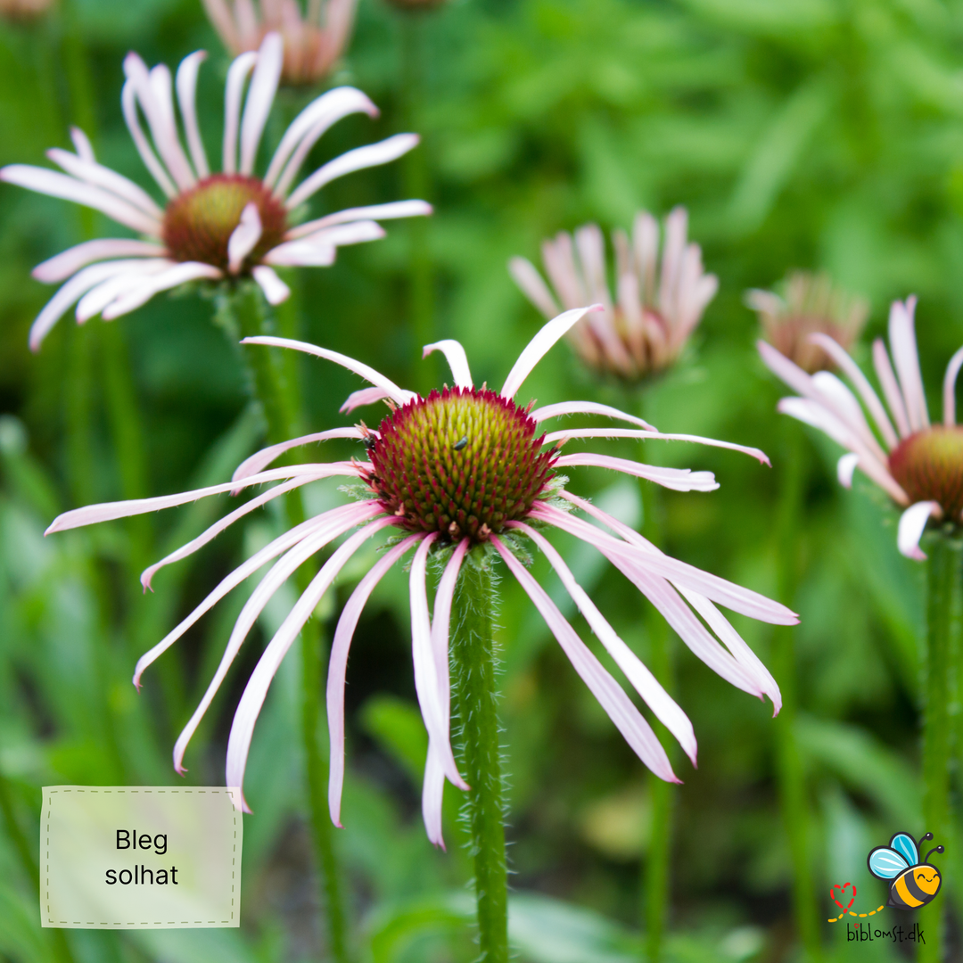 Bleg solhat - Echinacea pallida