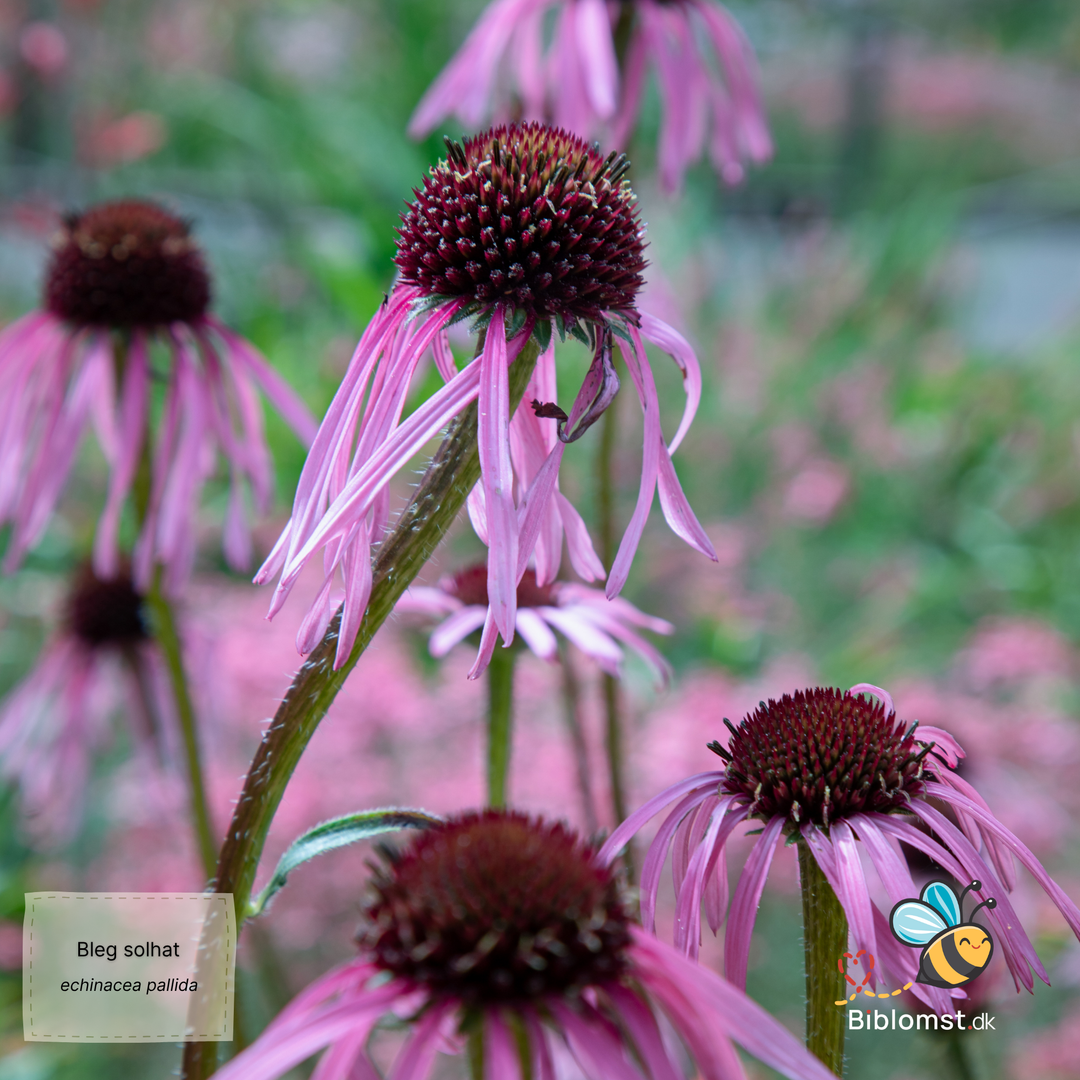 Bleg solhat - Echinacea pallida