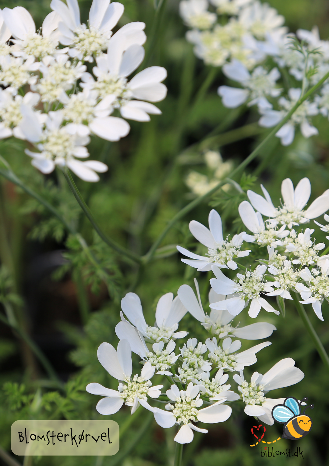 Blomsterkørvel – Orlaya grandiflora ’White’