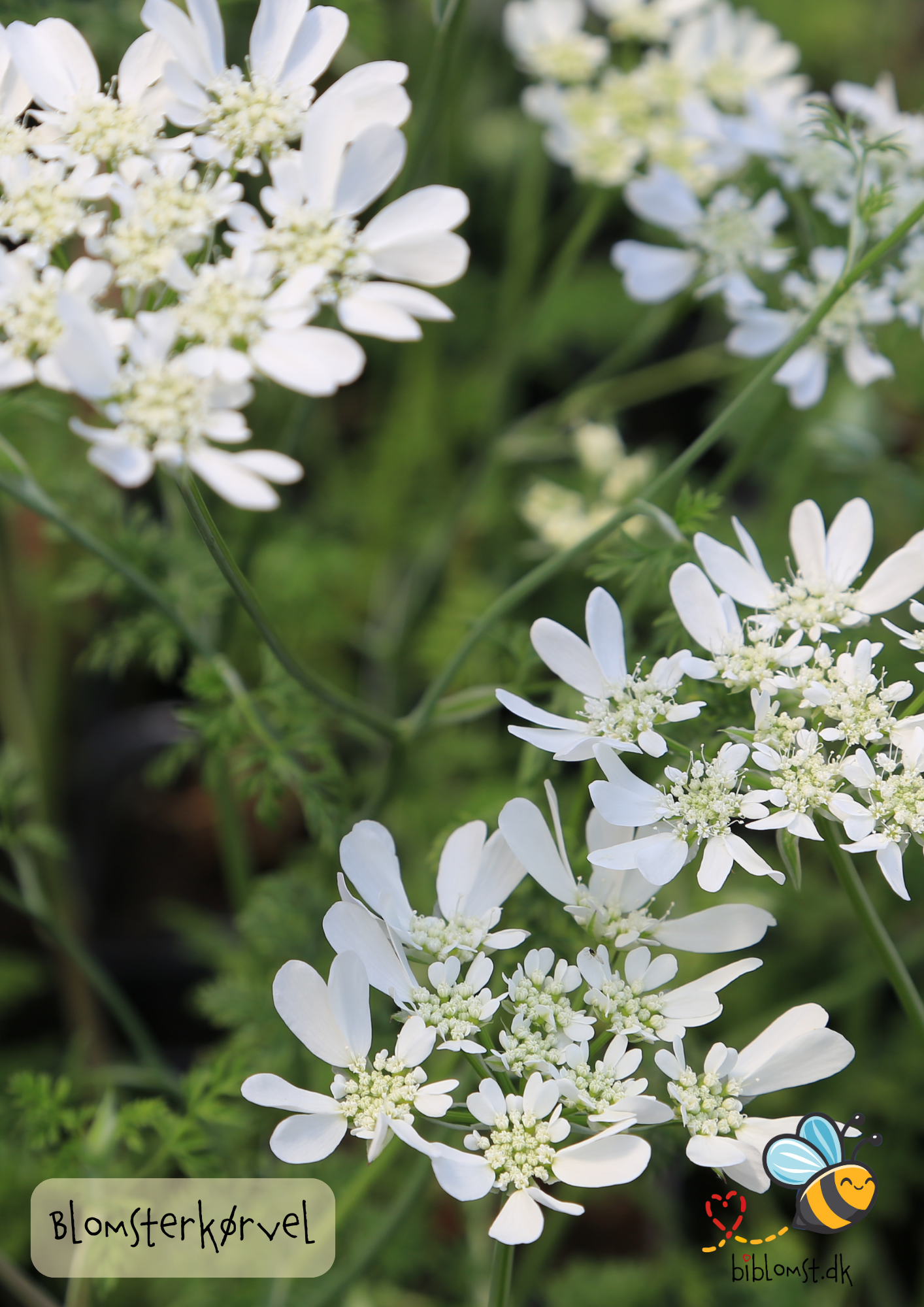 Blomsterkørvel – Orlaya grandiflora ’White’