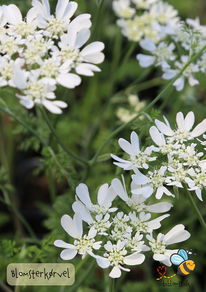 Blomsterkørvel – Orlaya grandiflora ’White’