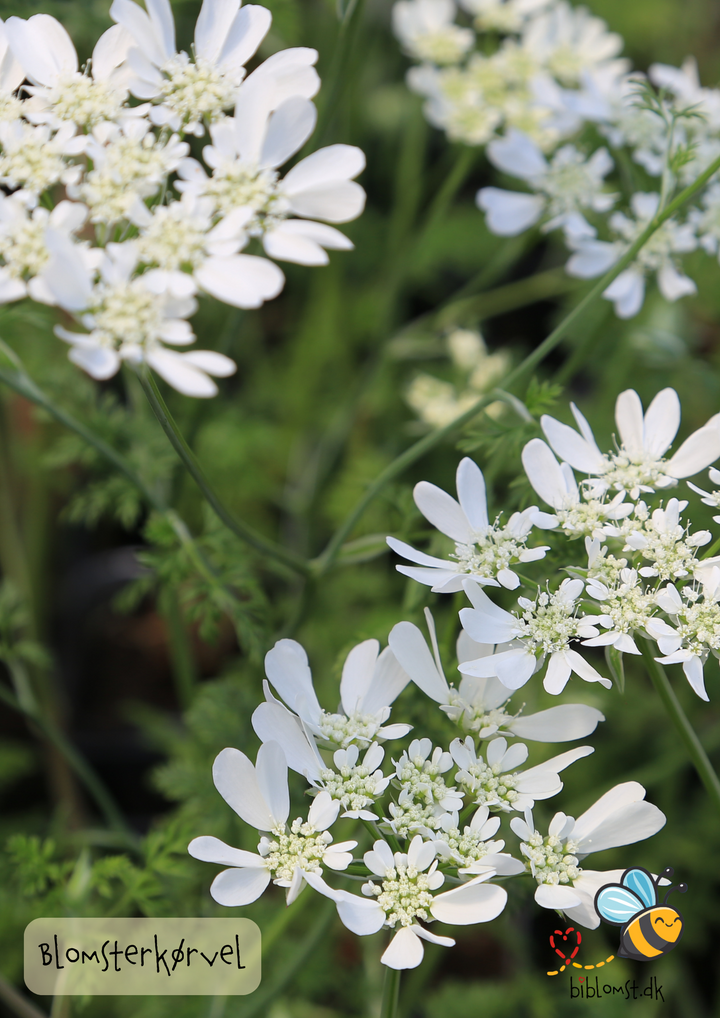 Blomsterkørvel – Orlaya grandiflora ’White’