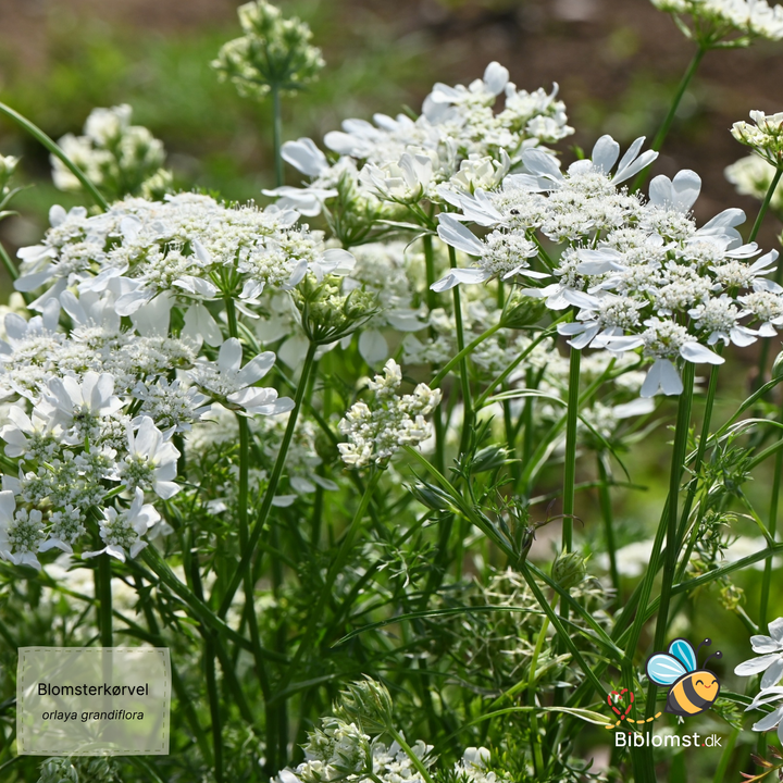 Blomsterkørvel – Orlaya grandiflora &
