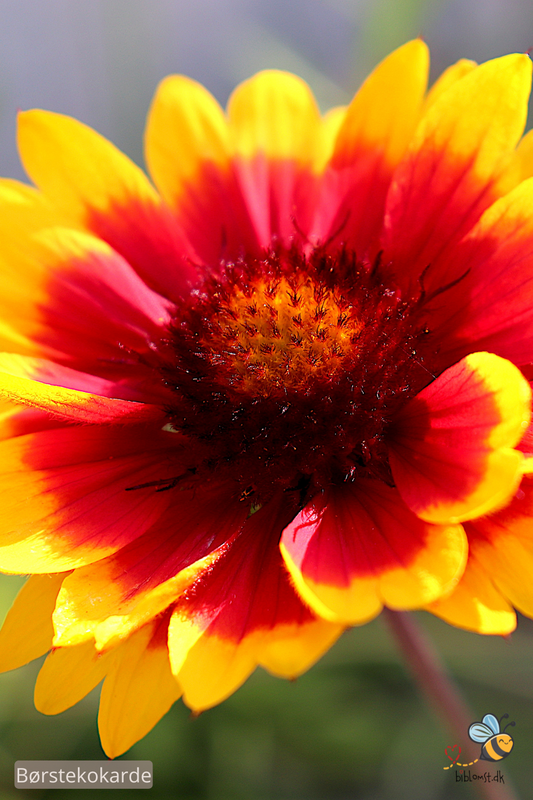 Børste Kokarde - Gaillardia aristata