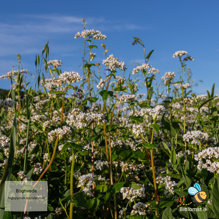 Boghvede – Fagopyrum esculentum