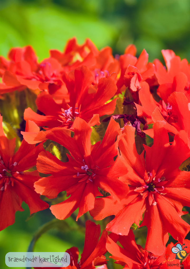 Brændende kærlighed - Lychnis chalcedonica