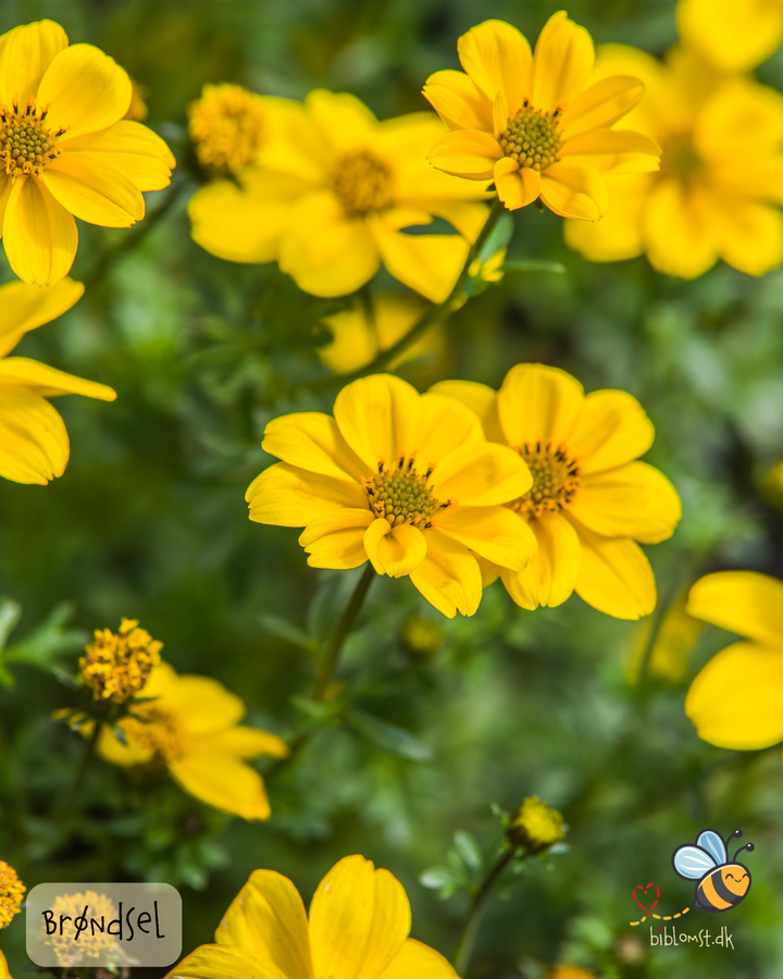 Brøndsel – Bidens aurea