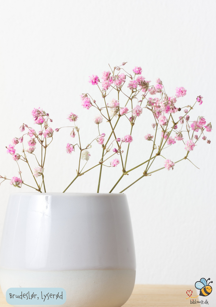 Brudeslør - lyserød - gypsophila repens