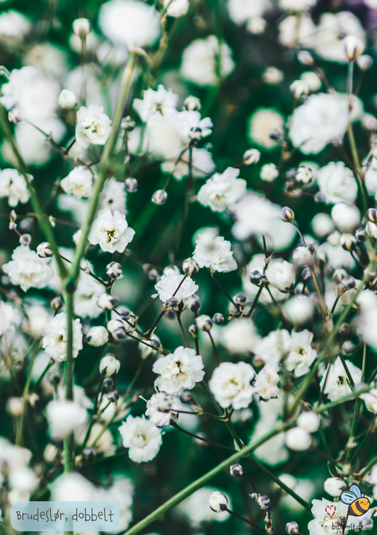 Brudeslør, dobbelt - gypsophila paniculata