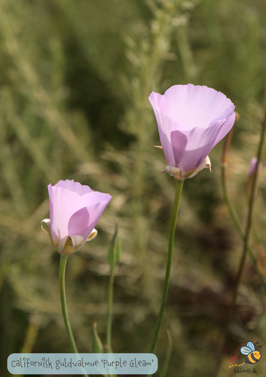 California Poppy 'Purple Gleam' - Eschscholzia californica