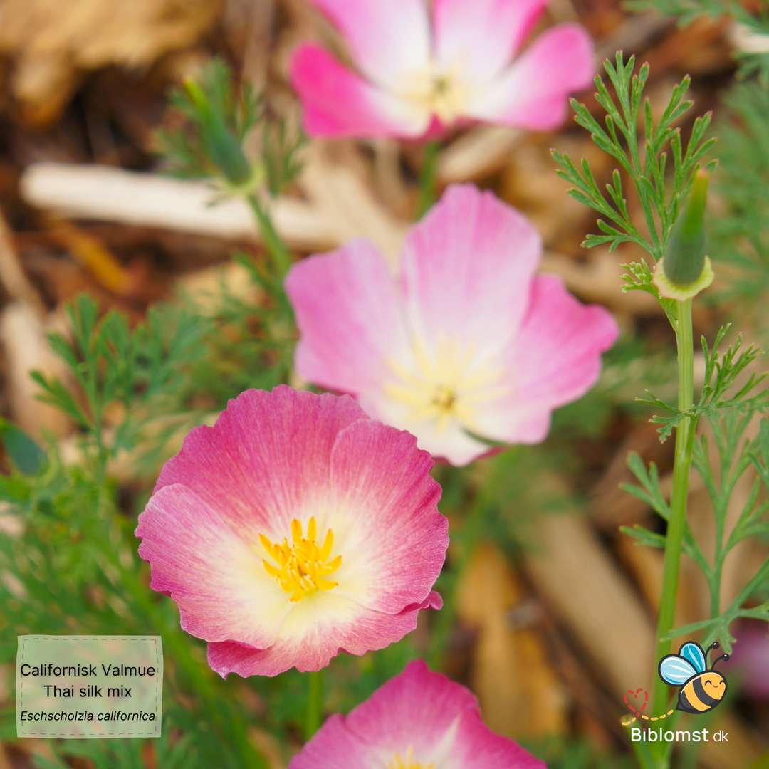 Californisk valmue – Eschscholzia californica 'Thai Silk Formula Mixture'