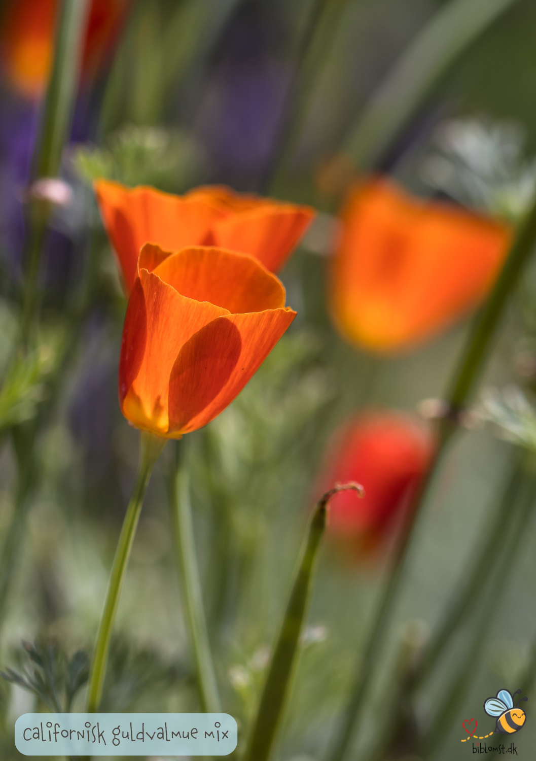 Californisk valmue, mix – Eschscholzia californica