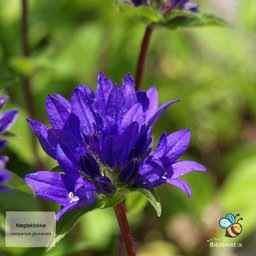Nøgleklokke - Campanula glomerata