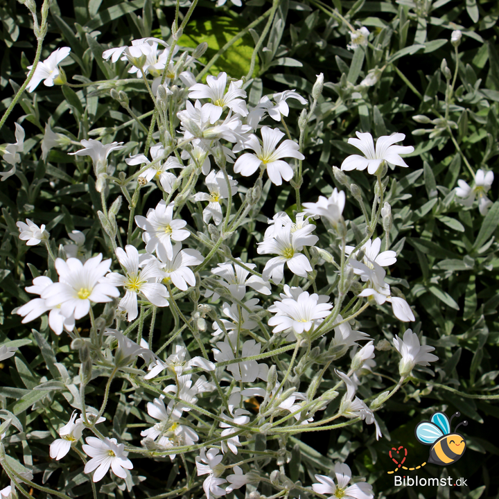 Hønsetarm - Cerastium tomentosum