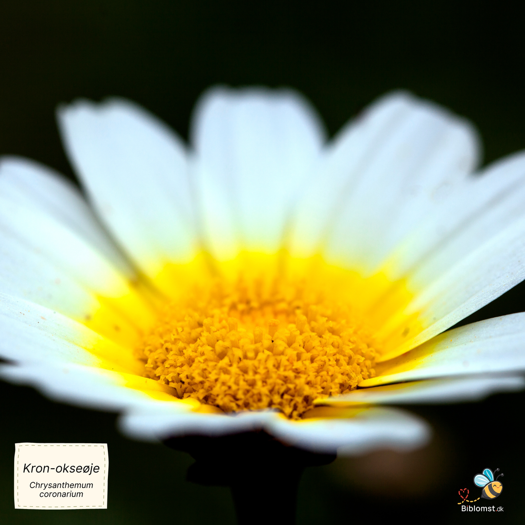 Kronokseøje, fyldtblomstret blanding - Chrysanthemum coronarium