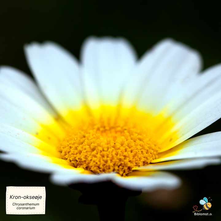 Kronokseøje, fyldtblomstret blanding - Chrysanthemum coronarium