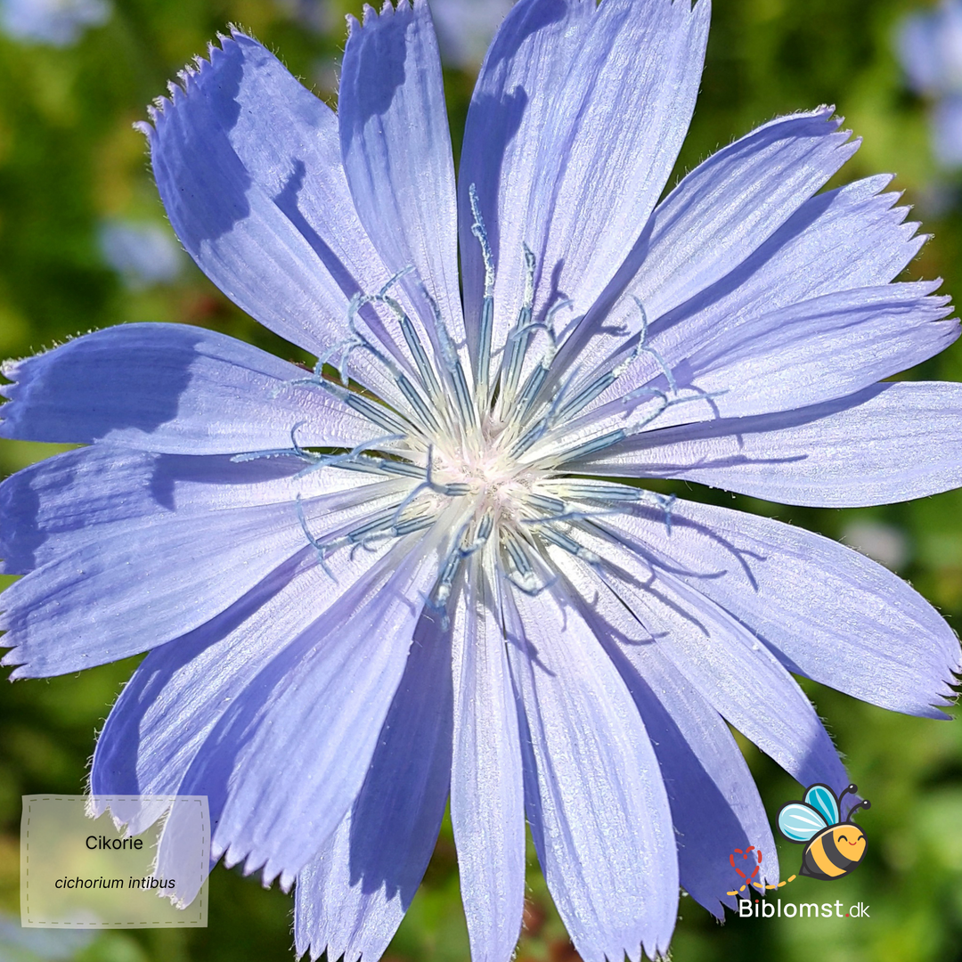 Cikorie – Cichorium intybus