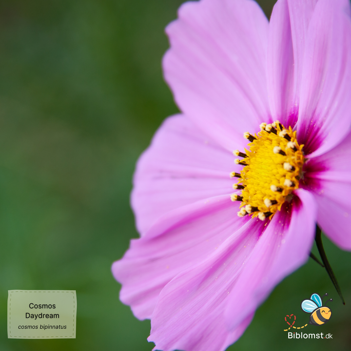 Cosmos bipinnatus 'Daydream'
