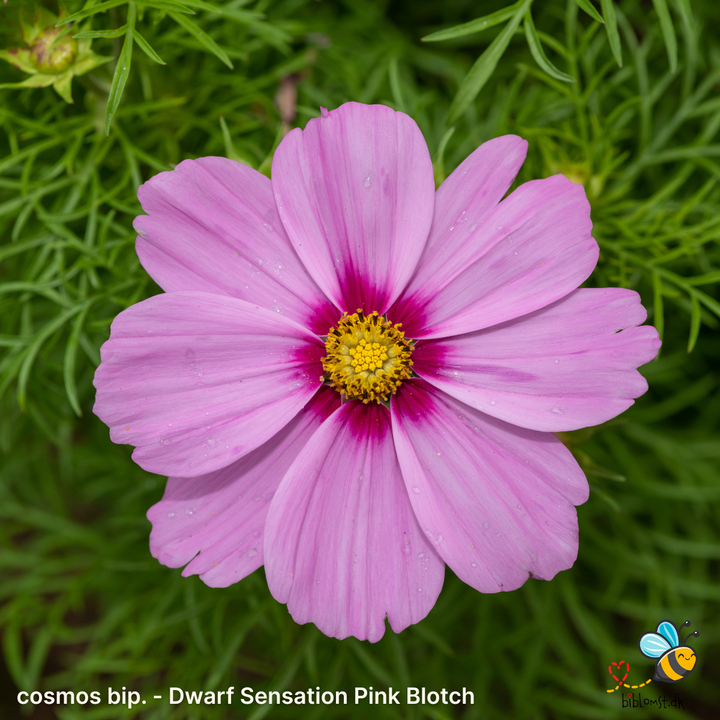 Dværg stolt kavaler – Cosmos bipinnatus ’Dwarf Sensation Pink with Blotch’