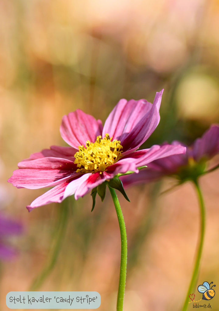 Cosmos bipinnatus 'Candy Stripe'