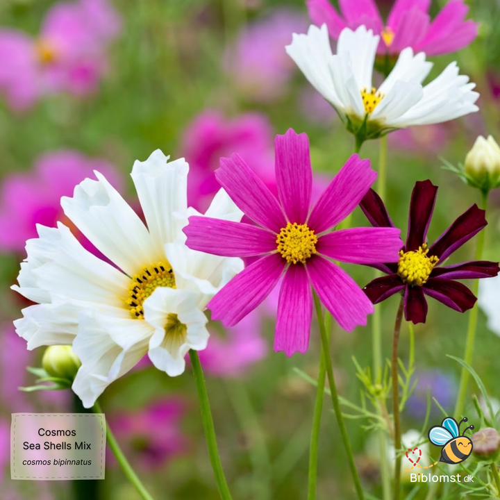 Cosmos bipinnatus 'Sea Shells Mixed'