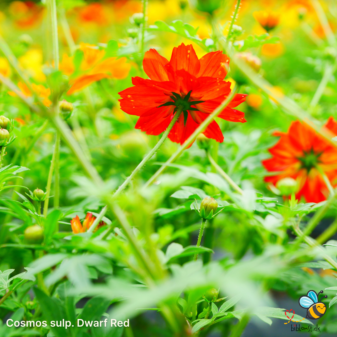 Dværg stolt kavaler ‘Dwarf Red’ – Cosmos sulphureus