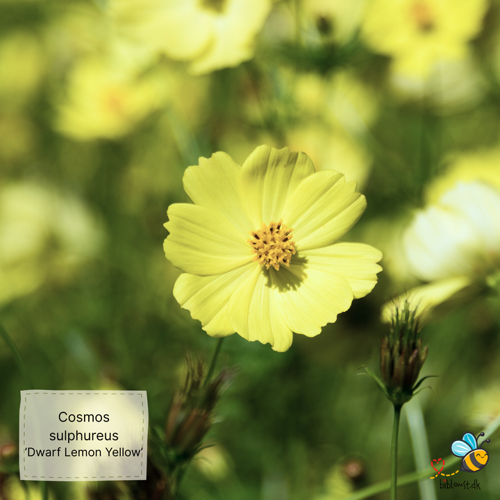 Svovlgul kosmos – Cosmos sulphureus ’Dwarf Lemon Yellow’