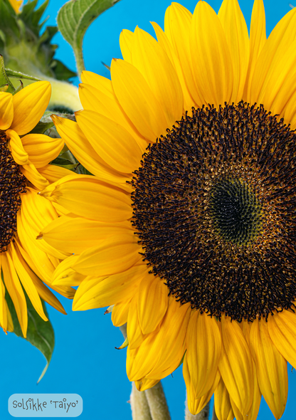 Den perfekte solsikke - Helianthus annuus 'Taiyo'