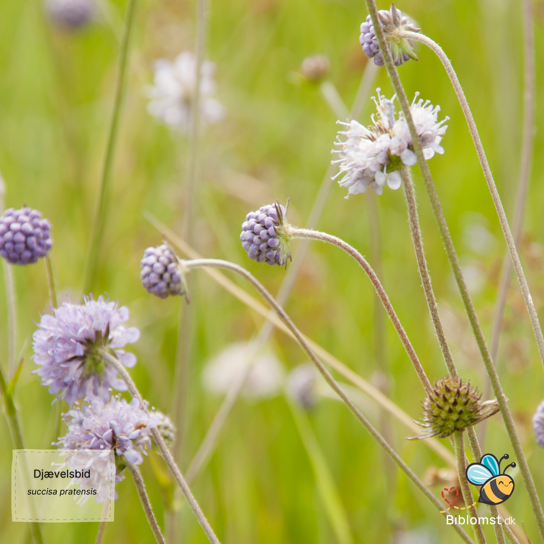 Djævelsbid – Succisa pratensis