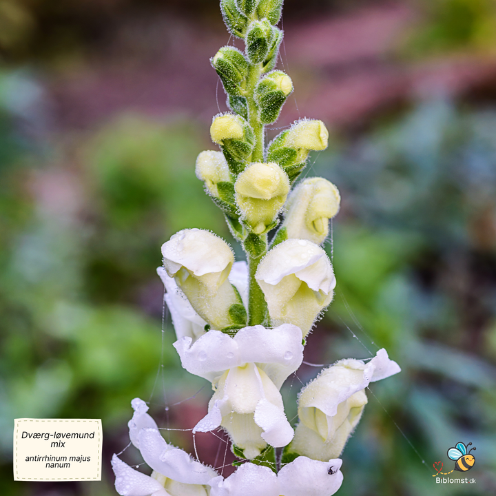 Dværg-løvemund, blanding - Antirrhinum majus nanum