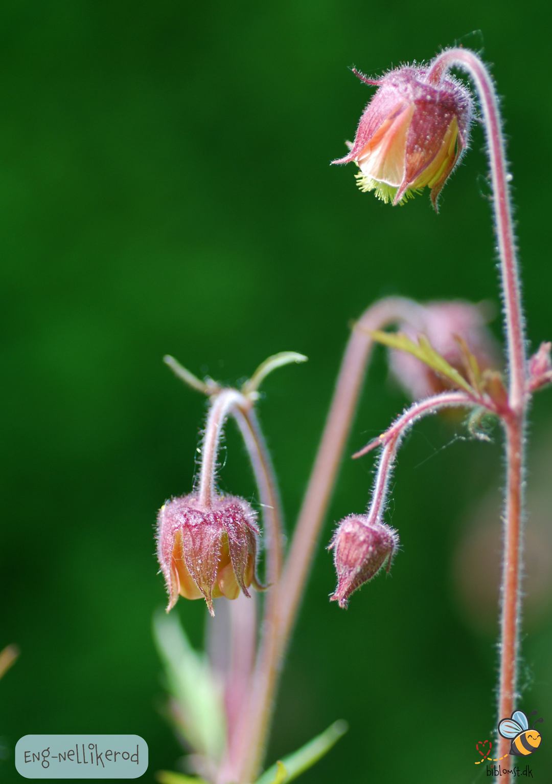 Eng-Nellikerod – Geum rivale