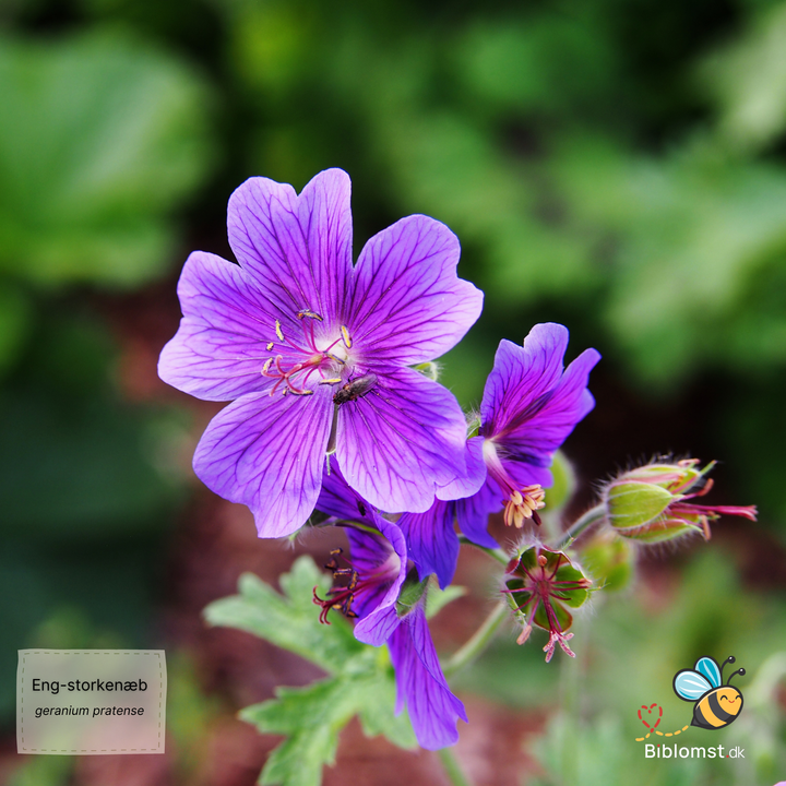Eng-Storkenæb (Geranium pratense)