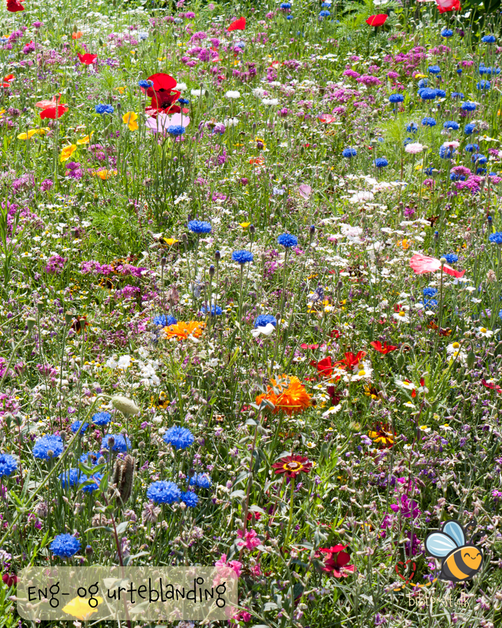 Eng- og urteblanding (35 arter) – blomstrende eng med krydderurter