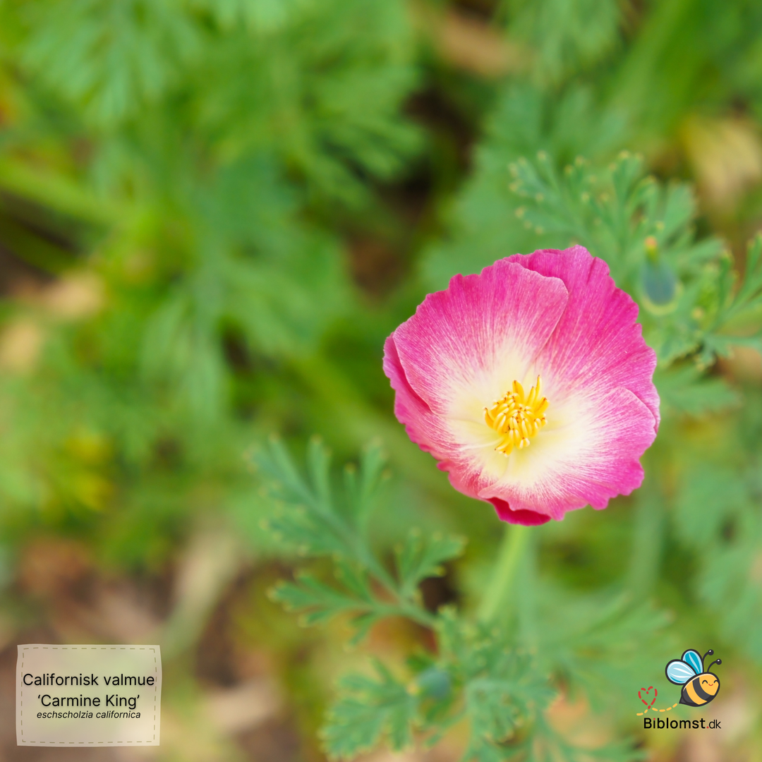 Californisk valmue ’Carmine King’ – Eschscholzia californica ’Carmine King’