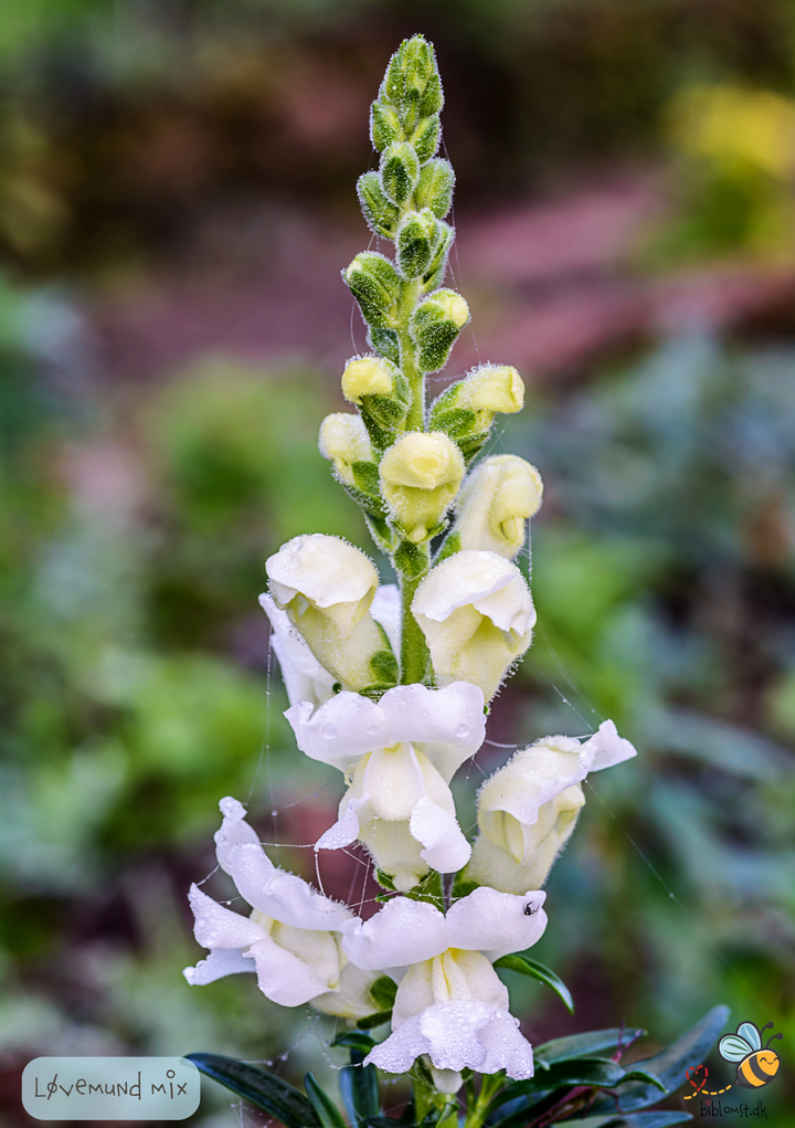 Løvemund Mix - Antirrhinum majus 'maximum mix'