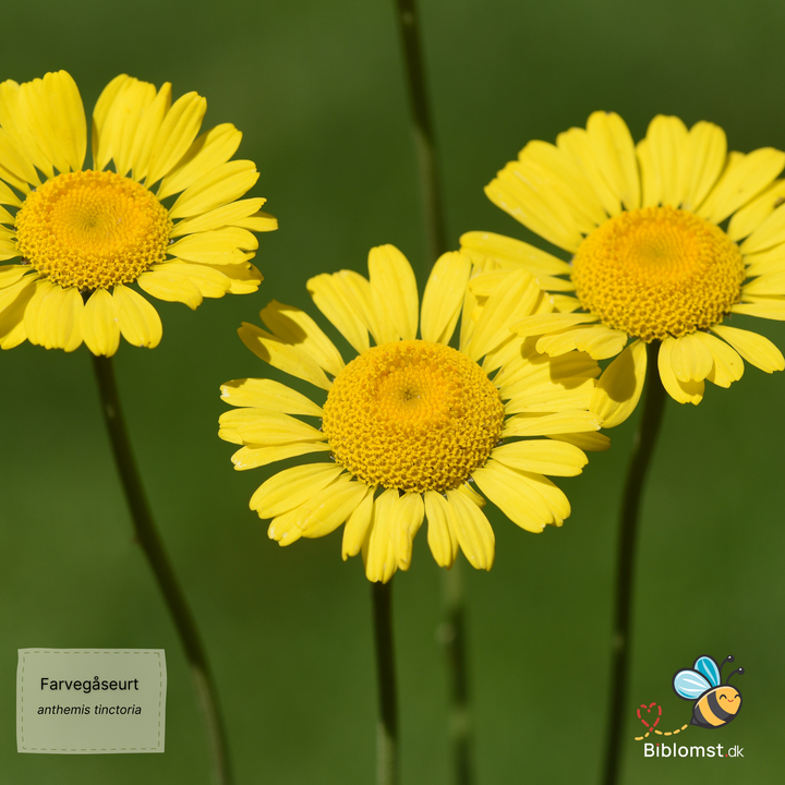 Farvegåseurt – Anthemis tinctoria